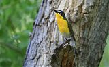 Yellow-breasted Chatborder=